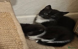 British Shorthair cats for sale: 💕✨ 4 Kittens ready for a new home 💕✨ kitten - Image 1
