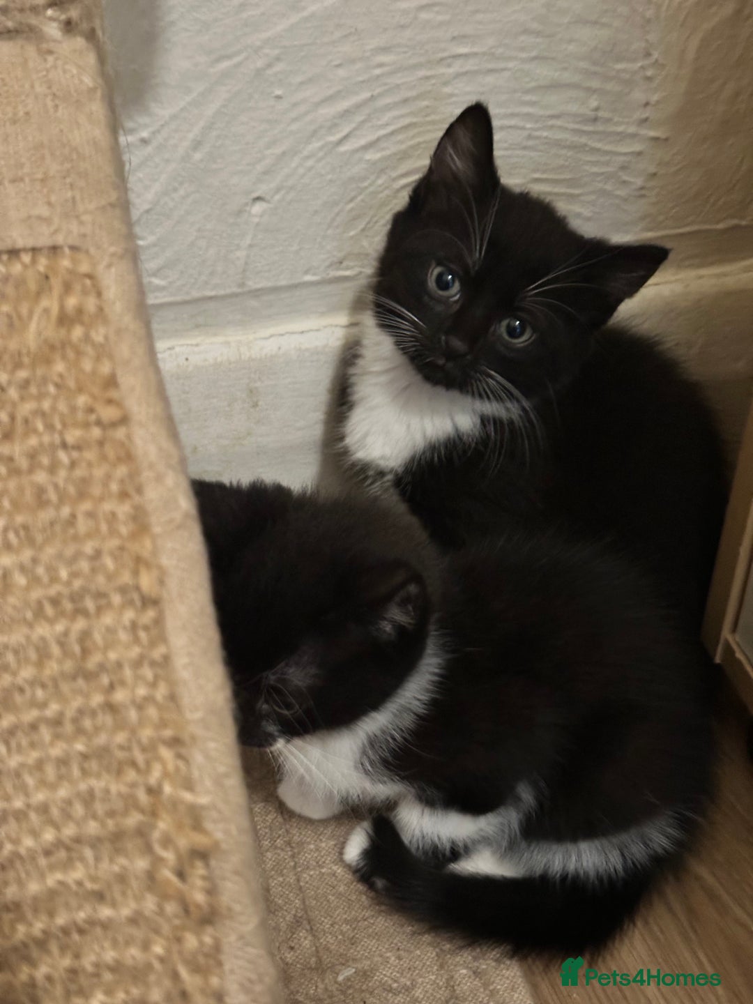 British Shorthair cats for sale: 💕✨ 4 Kittens ready for a new home 💕✨ kitten - Image 1