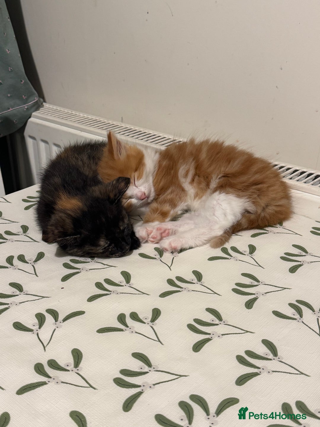 Mixed Breed cats for sale: 8 Weeks Old, Kittens for Sale - Advert 1