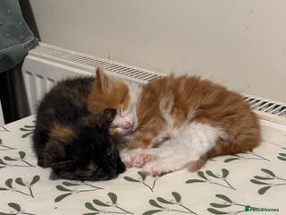 Mixed Breed cats 8 Weeks Old, Kittens for Sale - Advert 2
