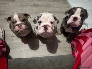 English Bulldog dogs LAST 2 GIRLS READY NOW FULLY VACCINATED - Advert 15