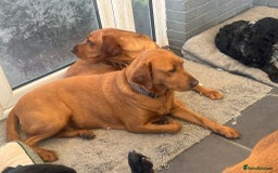 Labrador Retriever dogs for sale: KC REGISTERED FOX RED LABRADOR PUPPYS DUE SOON  - Image 5