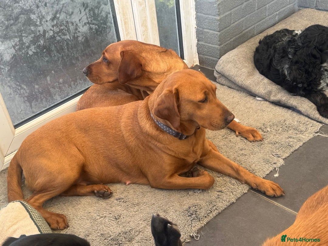 Labrador Retriever dogs for sale: KC REGISTERED FOX RED LABRADOR PUPPYS DUE SOON  - Image 5