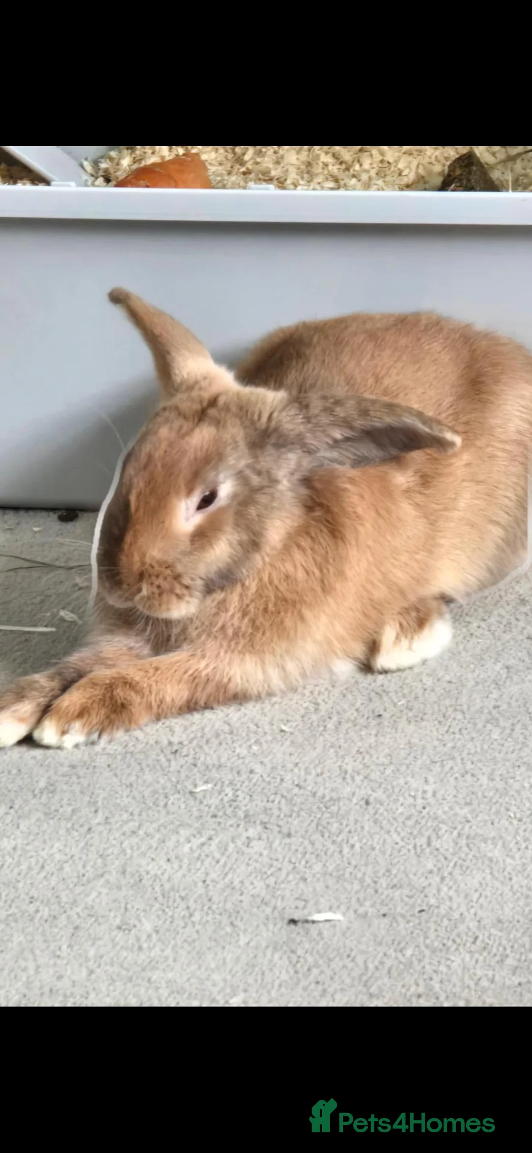 Mixed Breed rabbits for sale: 🐰💙 REGGIE 11 month male  in Fairford - Advert 4