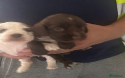 Cocker Spaniel dogs for sale: 🔥 rare coloured show type cocker spaniels  - Image 8