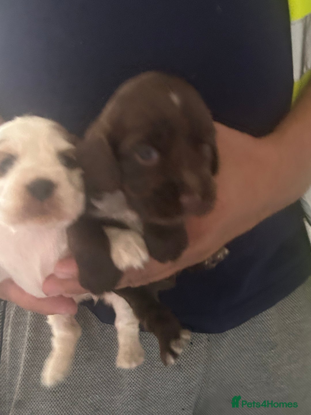 Cocker Spaniel dogs for sale: 🔥 rare coloured show type cocker spaniels  - Image 8