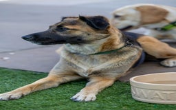 Mixed Breed dogs for adoption: Super Shelby - Image 27