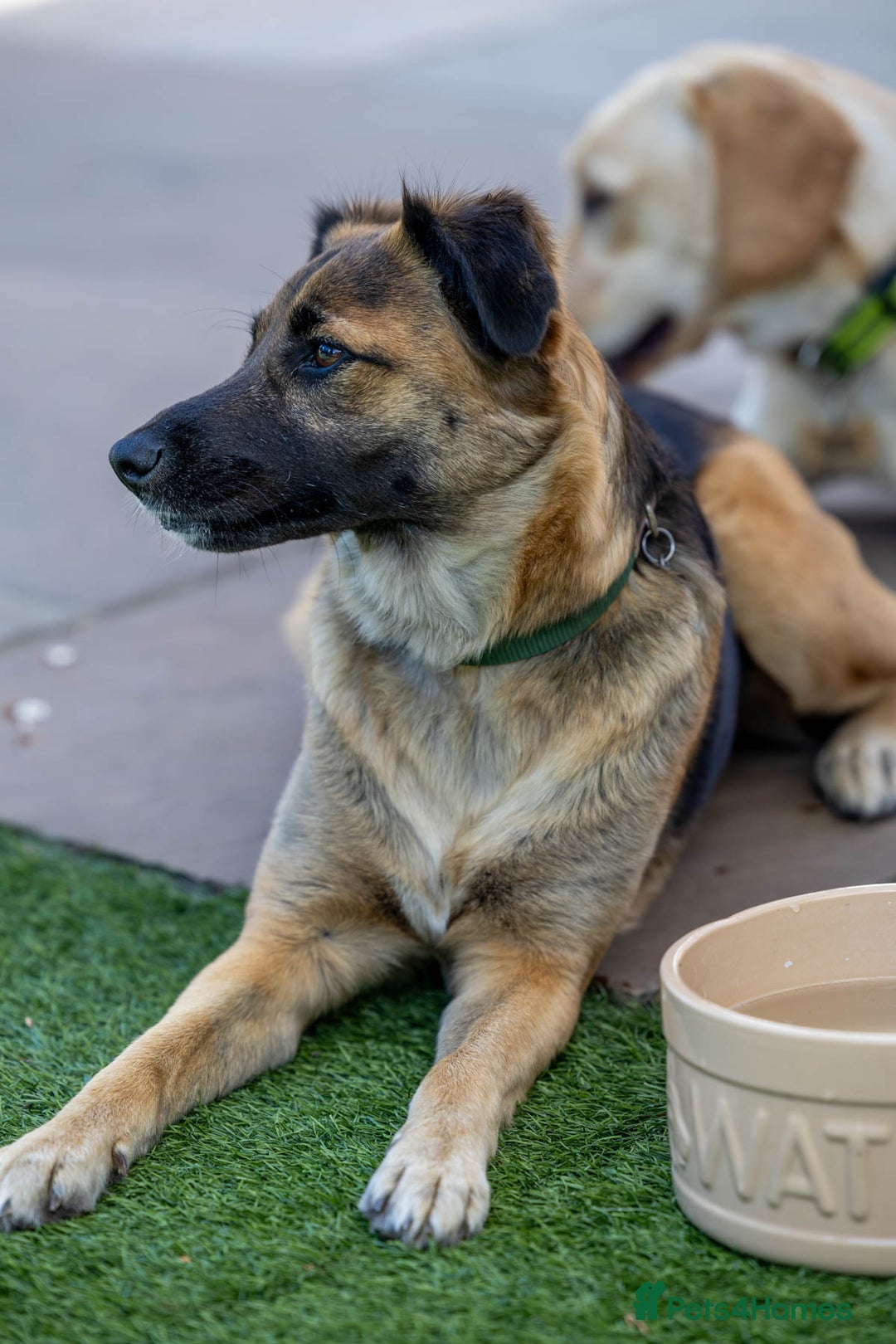 Mixed Breed dogs for adoption: Super Shelby - Image 27
