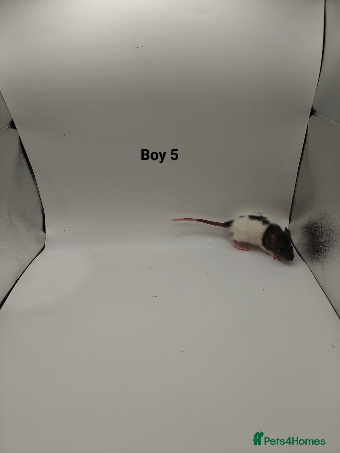 Rat rodents for sale: NOV: 18 Rats For Sale - Advert 5