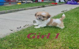 Shorkie dogs for sale: 4 beautiful shorkie pups fully vaccinated  - Image 13