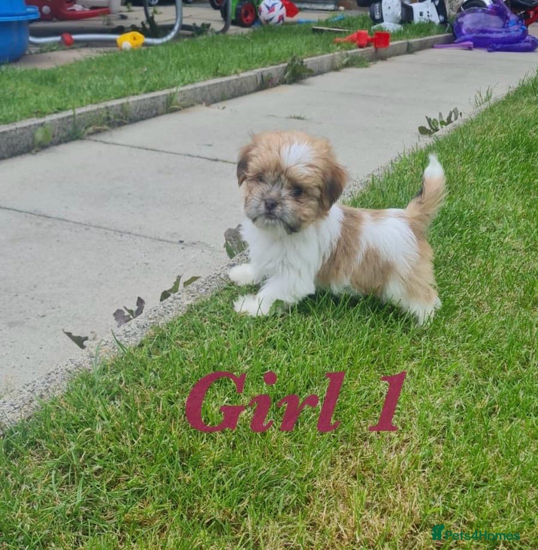 Shorkie dogs for sale: 4 beautiful shorkie pups fully vaccinated  - Image 13