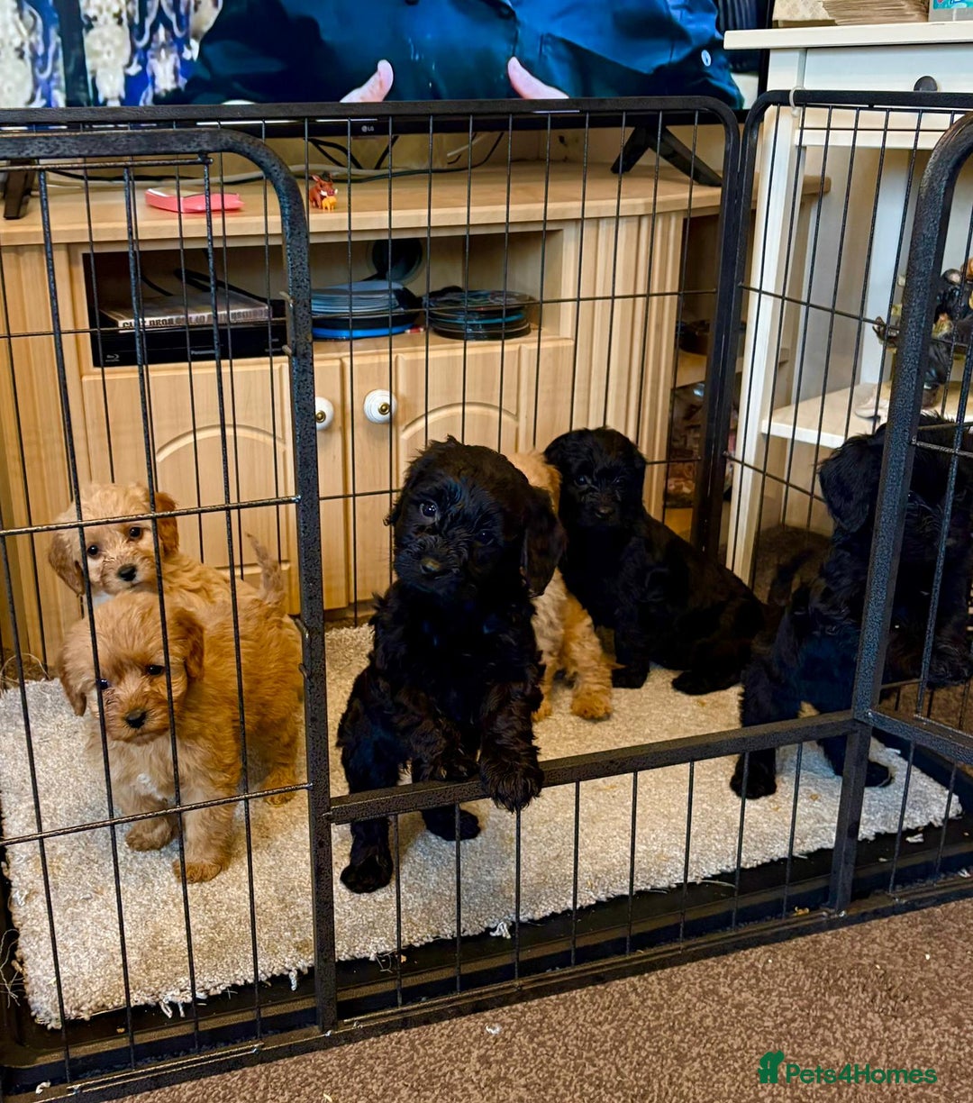 Cockapoo dogs for sale: cockerpoo puppies 3boys 3girls  - Advert 3