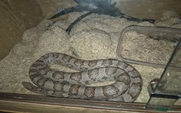 Corn Snake reptiles for sale: Cornsnakes and Mexican black king snake for sale  - Image 3