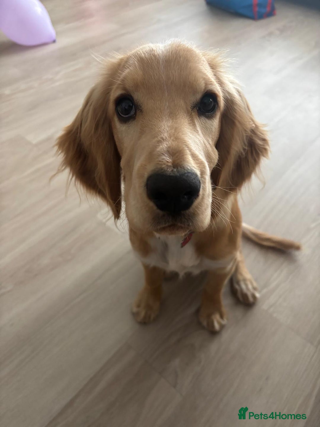 Cocker Spaniel dogs for sale: Cocker spaniel - Image 2