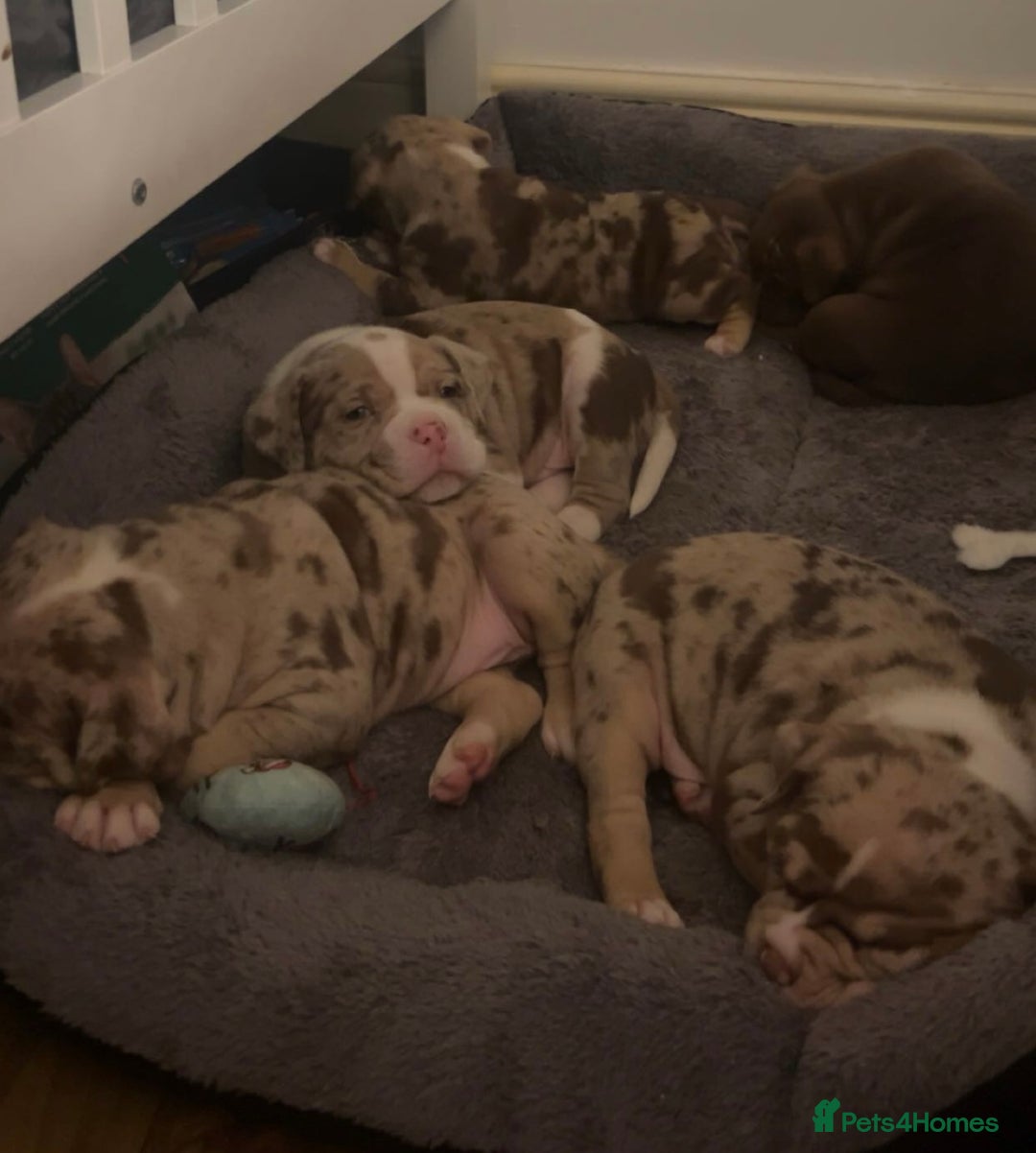 American Bully dogs for sale: 4 beautiful girl pocket bully’s  - Advert 6