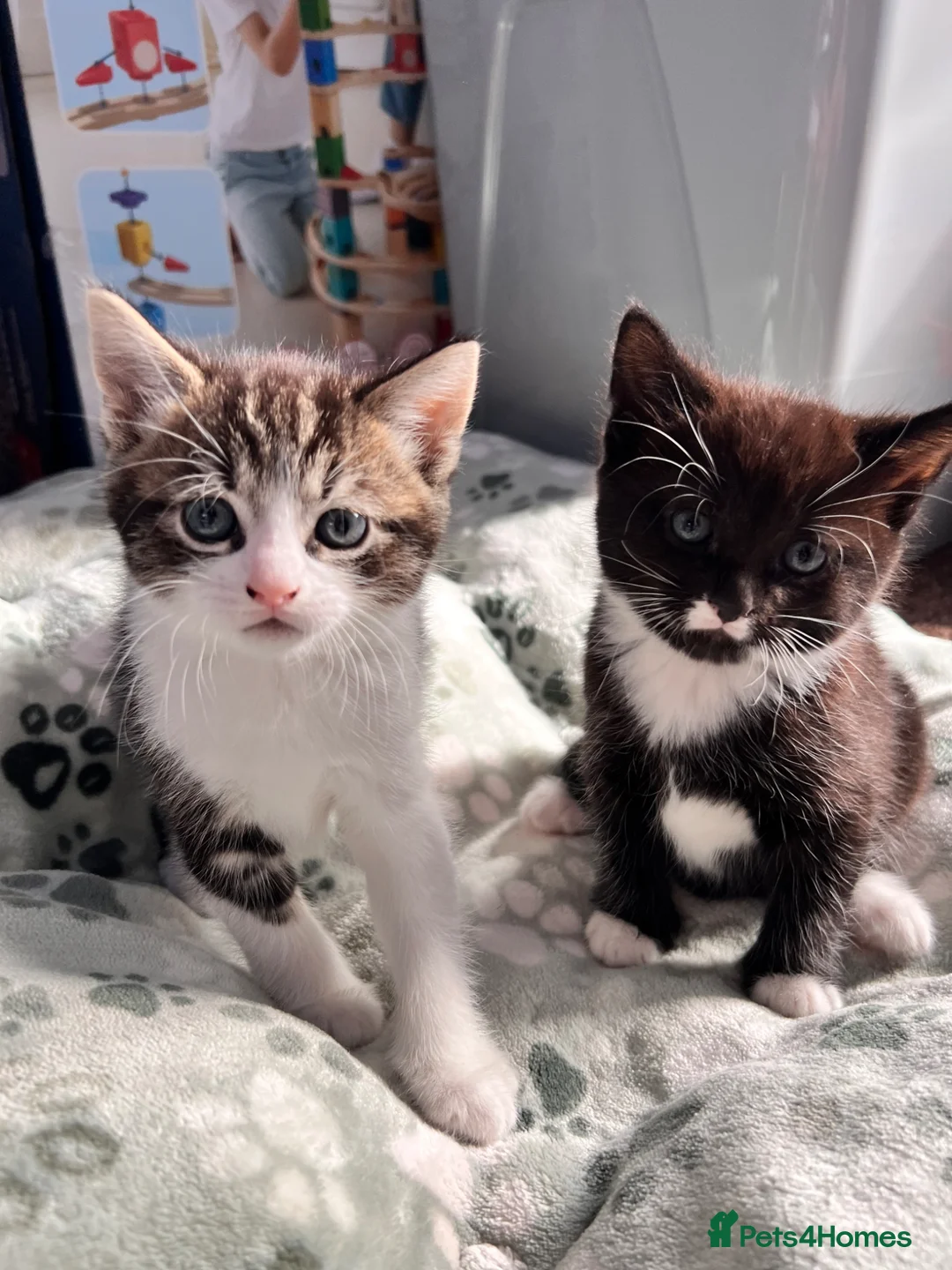 Mixed Breed cats for sale: Male Kittens for Sale £160 - Advert 1