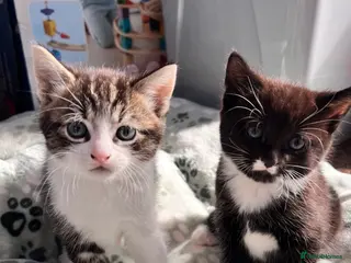 Mixed Breed cats Male Kittens for Sale £160 - Advert 1