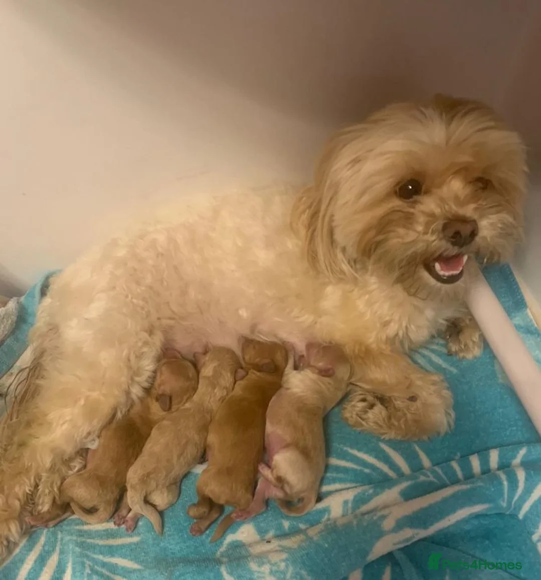 Toy Poodle dogs for stud:  **  Asian KC Toy Poodle for Stud DNA tested in Rickmansworth - Advert 20