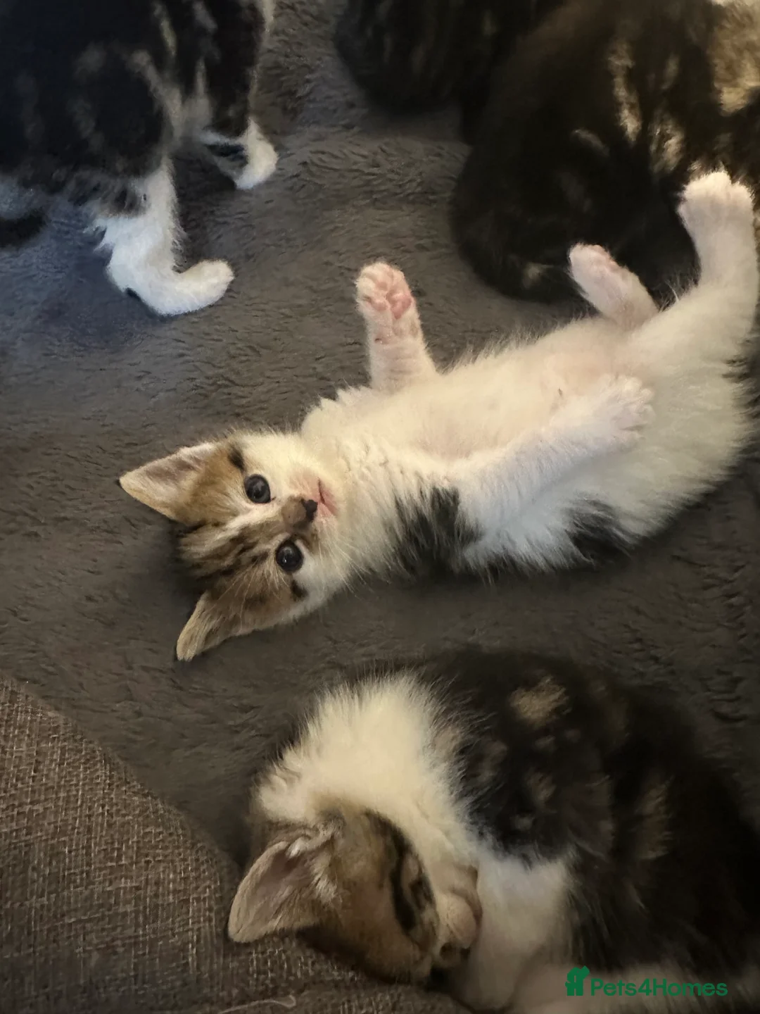 Maine Coon cats for sale: Maincoon cross British blue kittens  in Pevensey - Advert 2