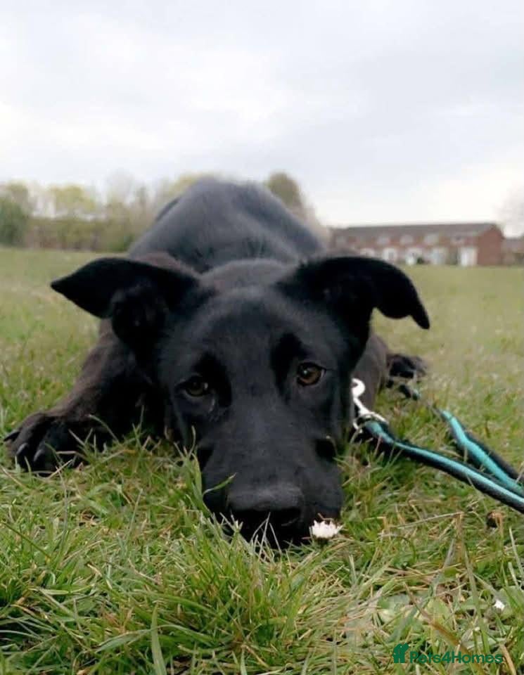 Mixed Breed dogs 💙HARTLEY💙-6-year-old sweet & clever boy - Advert 1