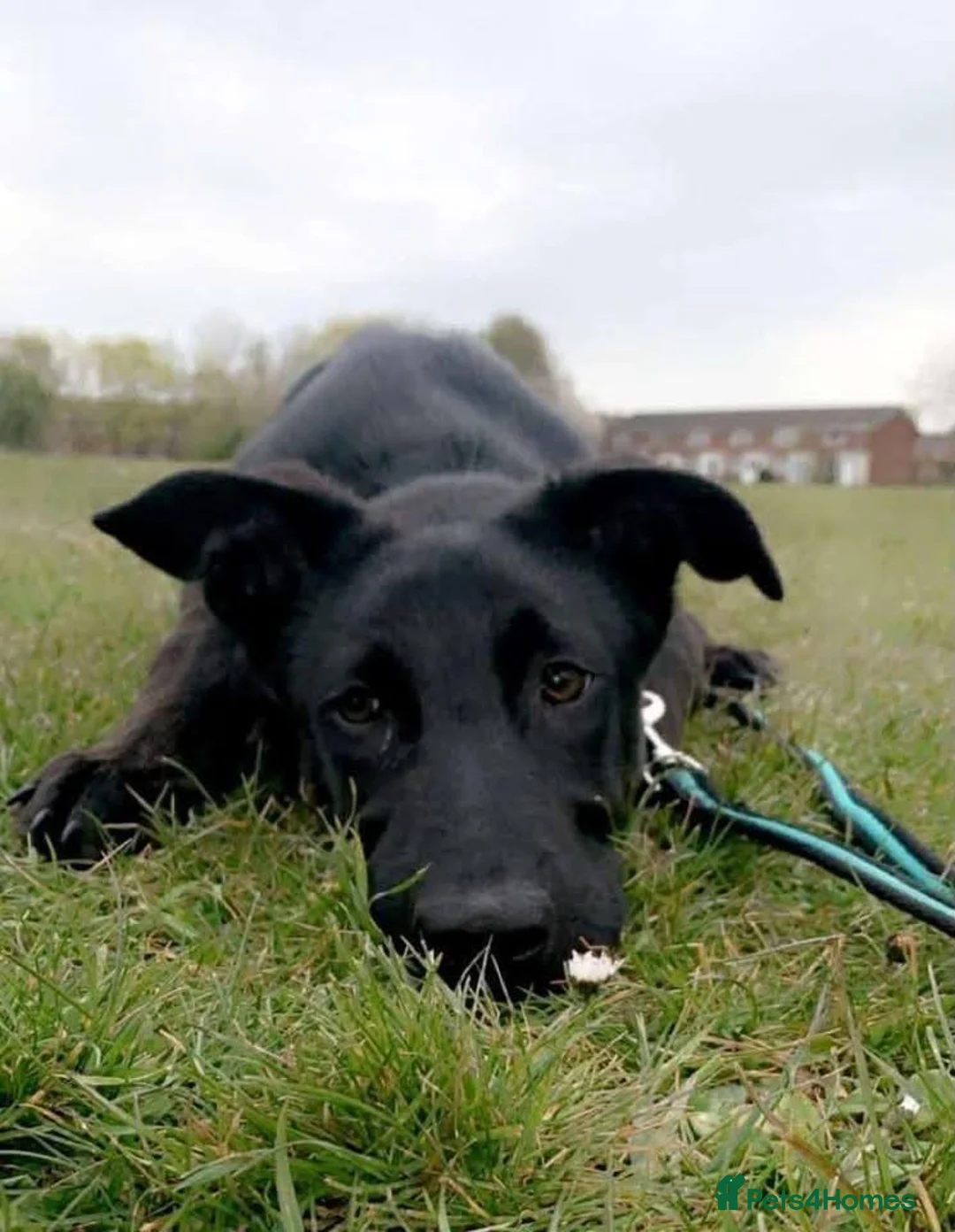 Mixed Breed dogs for adoption: 💙HARTLEY💙-6-year-old sweet & clever boy in Ashby-de-la-Zouch - Advert 1