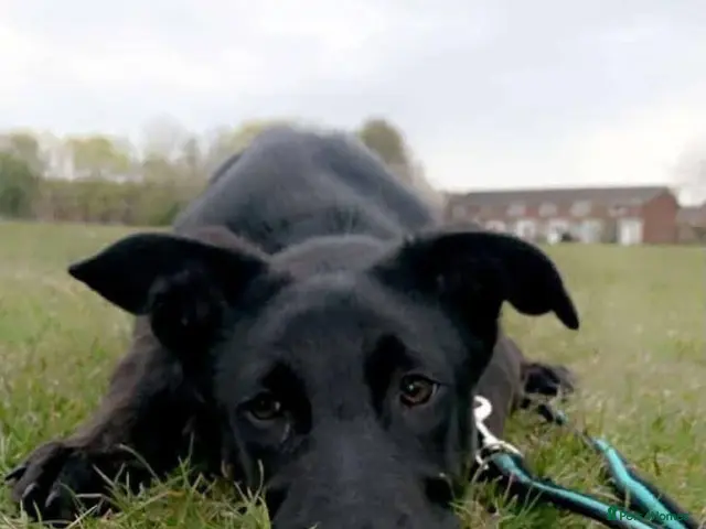Mixed Breed dogs 💙HARTLEY💙-6-year-old sweet & clever boy - Advert 1
