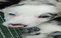 Border Collie dogs for sale: Stunning litter of blue merle border collies - Image 32