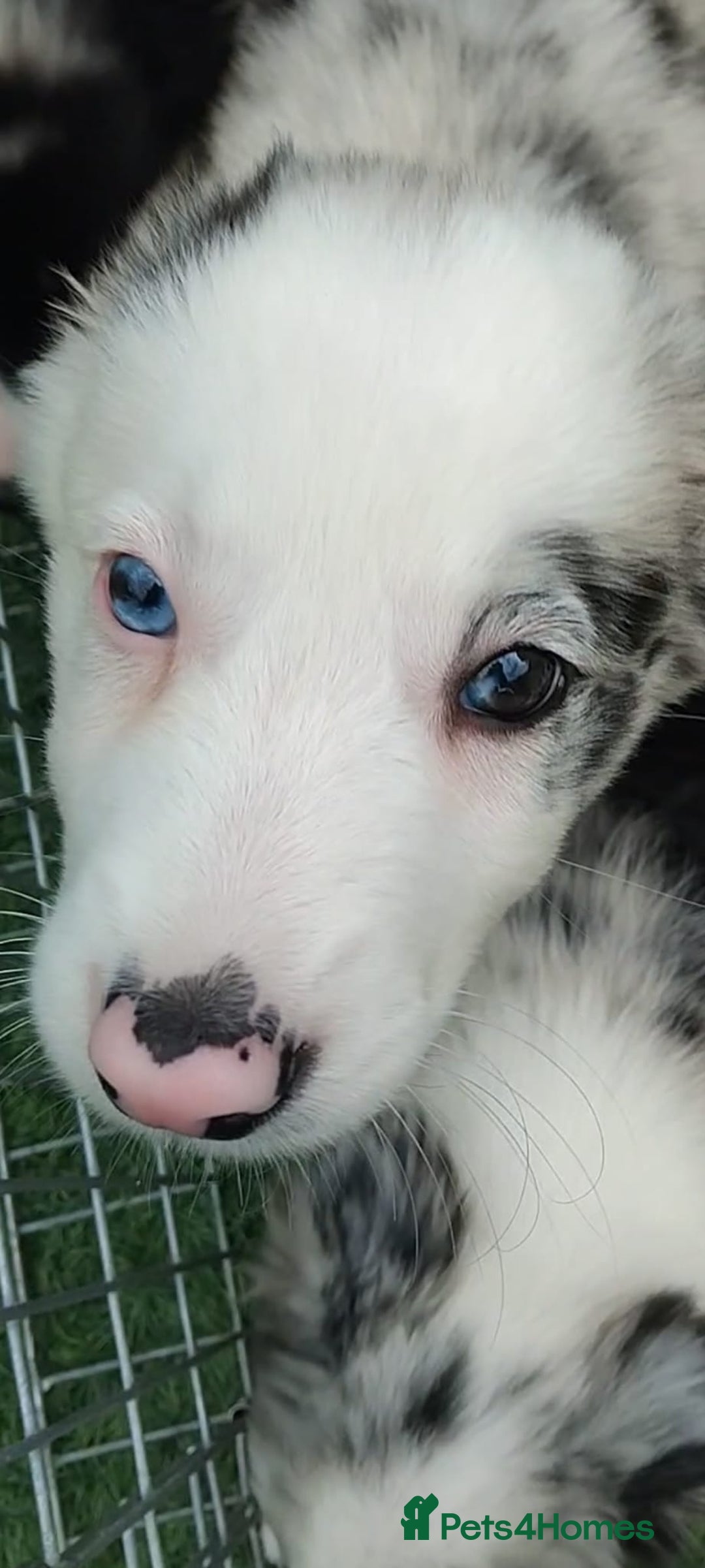 Border Collie dogs for sale: Stunning litter of blue merle border collies - Image 32