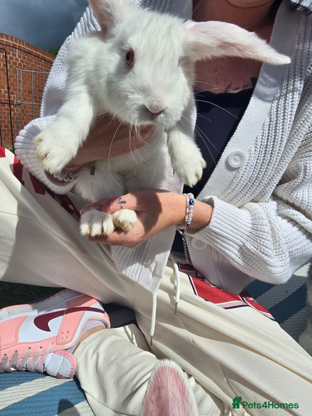 Continental Giant rabbits for sale: Continental Giant cross Mini Lop bunnies in Telford - Advert 19