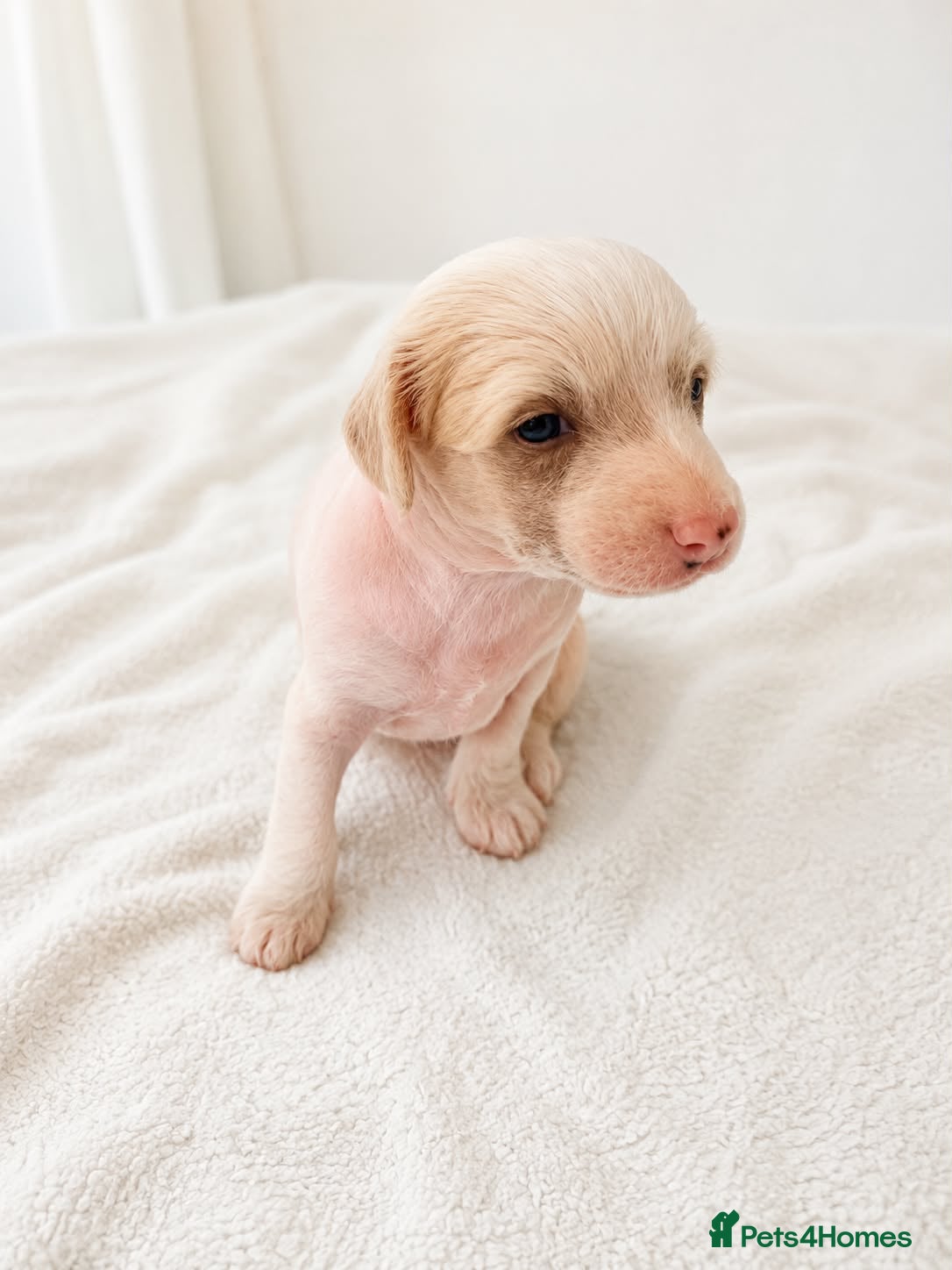 Chinese Crested dogs Pure breed Chinese Crested  - Advert 2