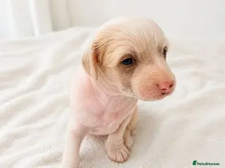 Chinese Crested dogs Pure breed Chinese Crested - Advert 3