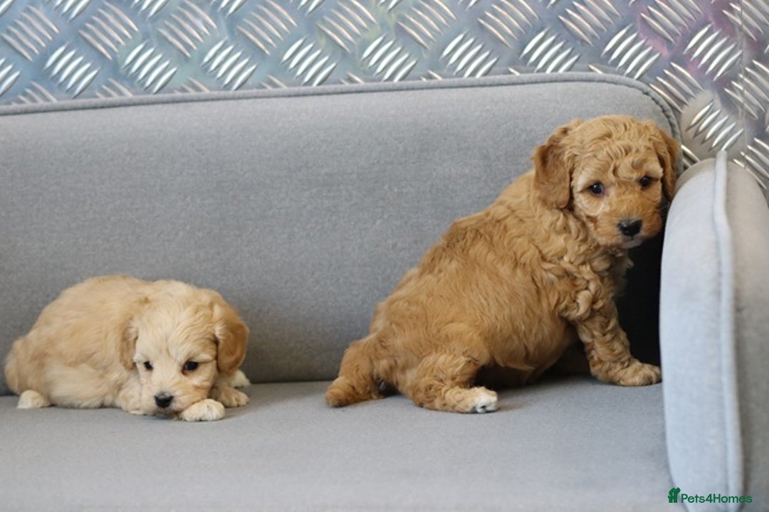 Cavapoochon dogs for sale: Cavapoochon puppies for sale - Advert 18