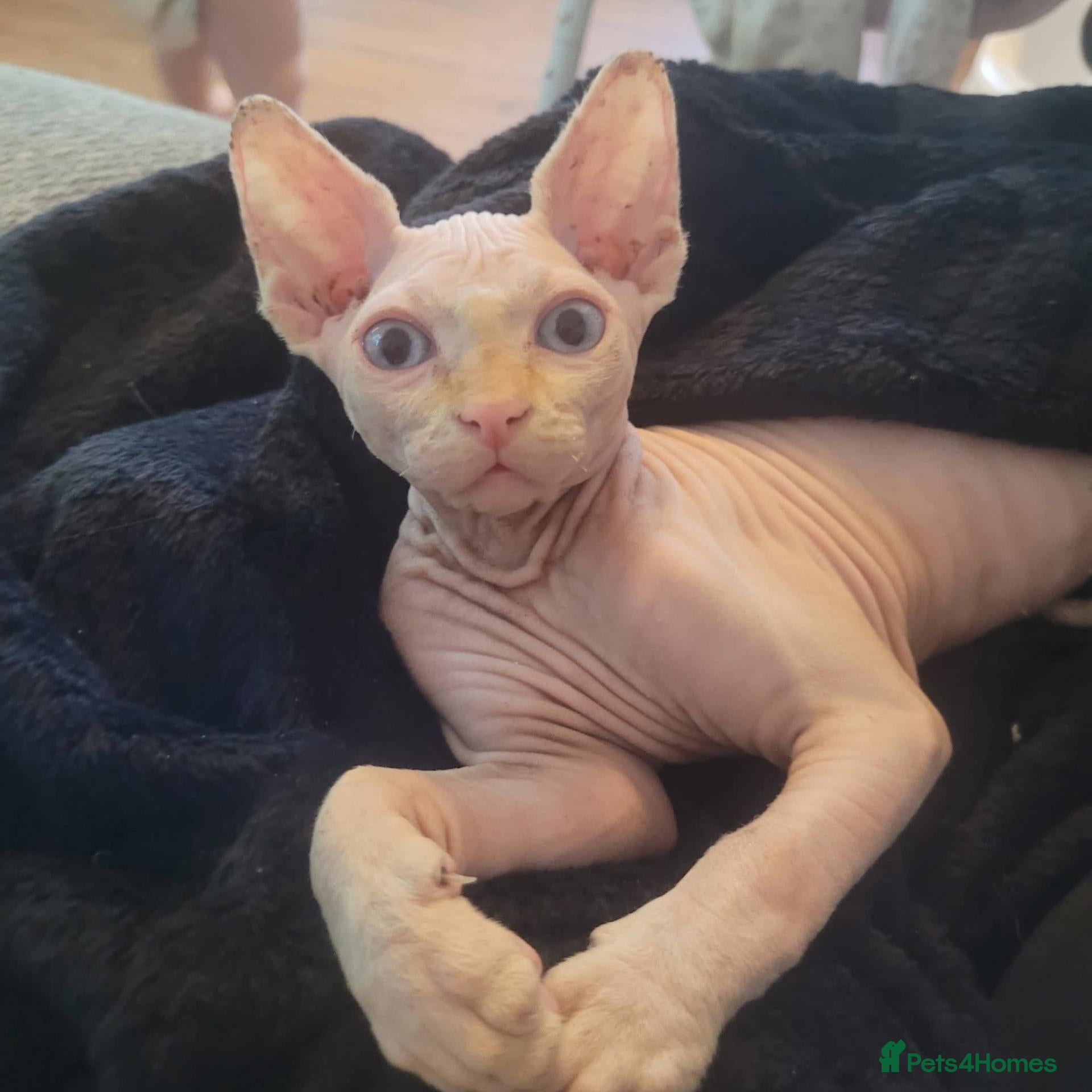 Sphynx cats Spynx male cat  - Advert 5