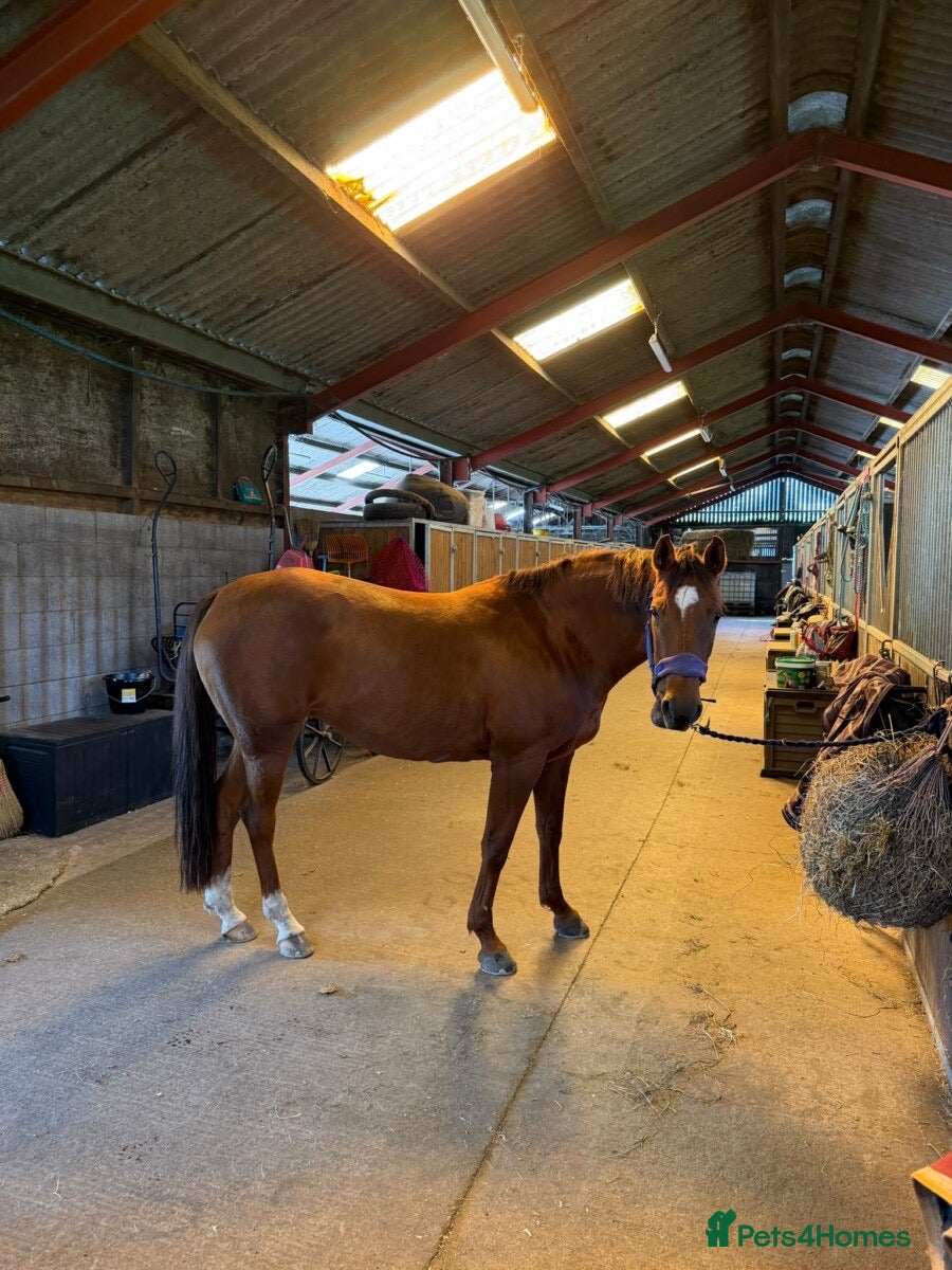 Danish Warmblood horses Samatha - Advert 1