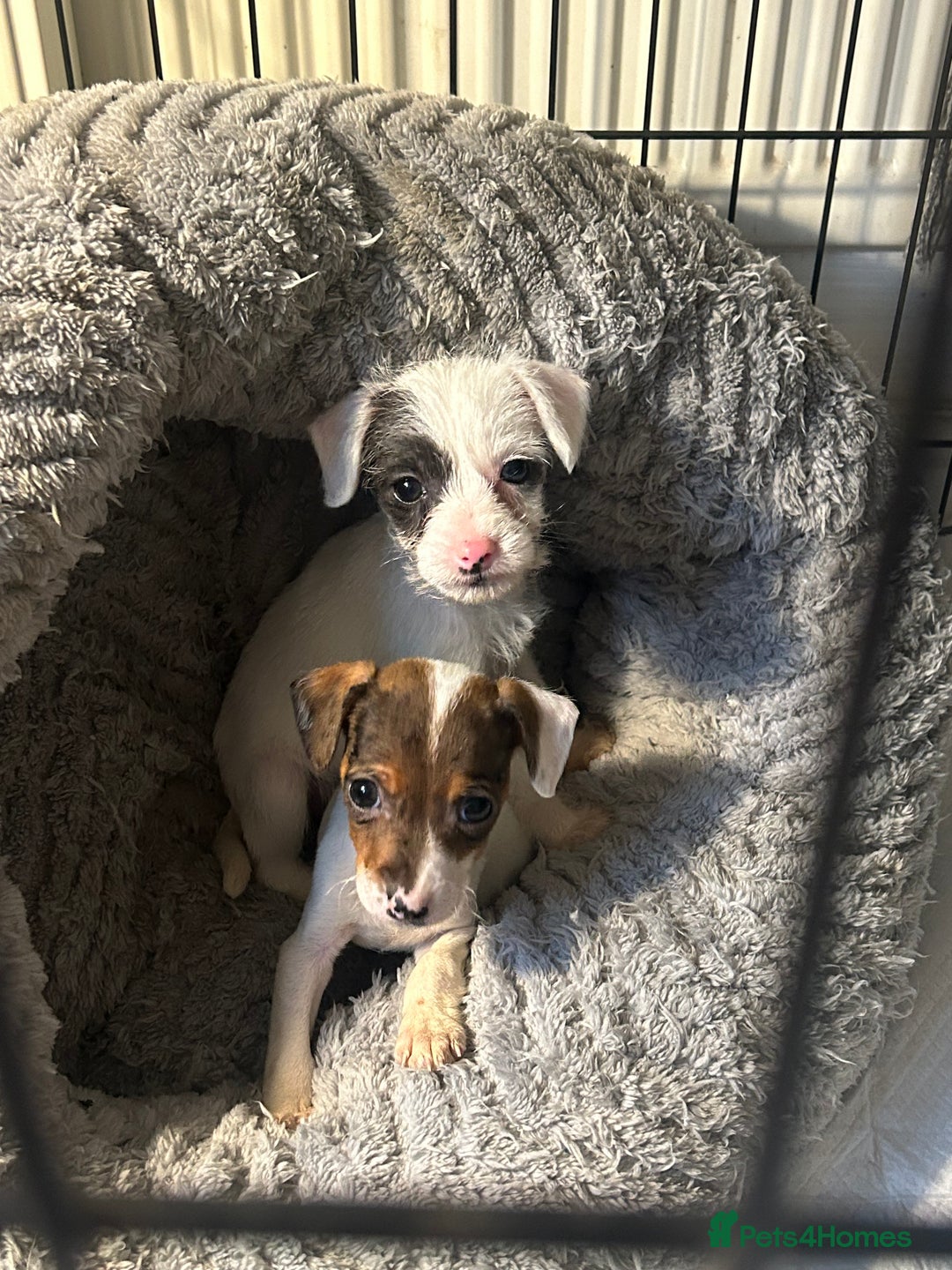 Mixed Breed dogs for sale: Jack cross sausage  - Advert 2