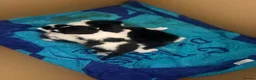 Mixed Breed cats for sale: 2 sets of part ragdoll kittens - Advert 10