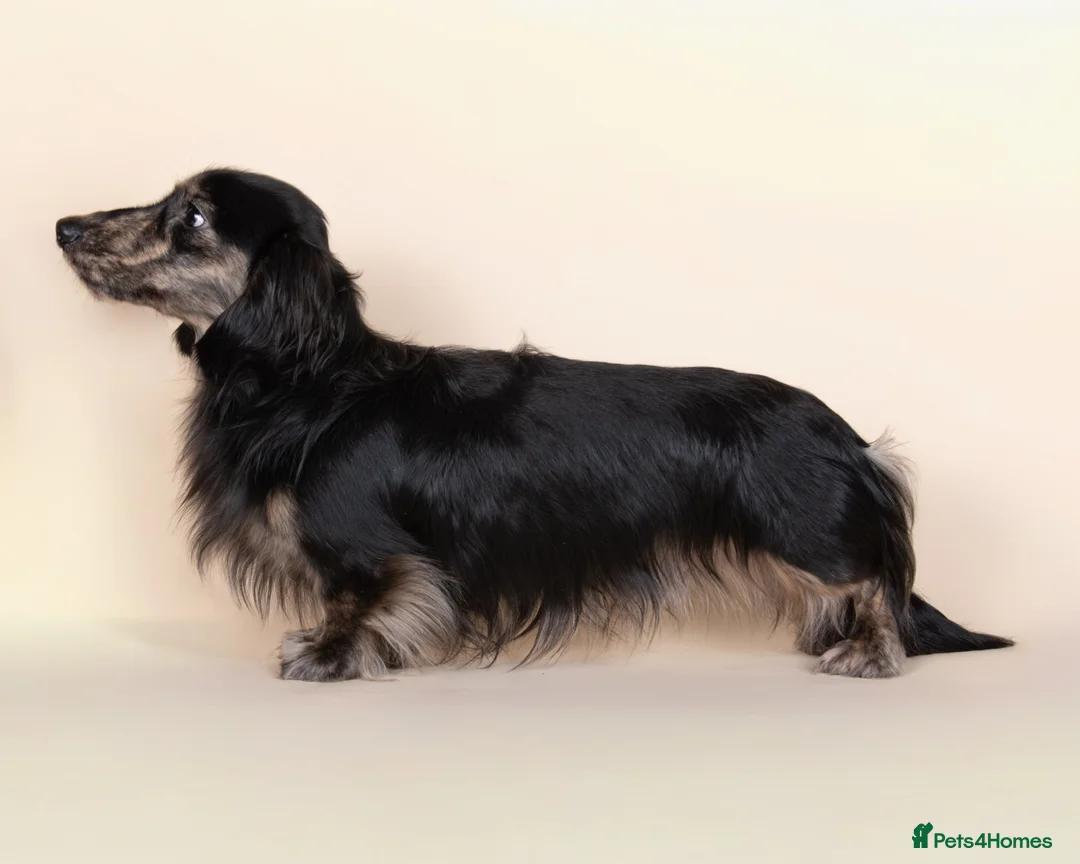 Miniature Dachshund dogs for stud: KC Reg Health Tested L/H Black & Cream Brindle - Advert 2