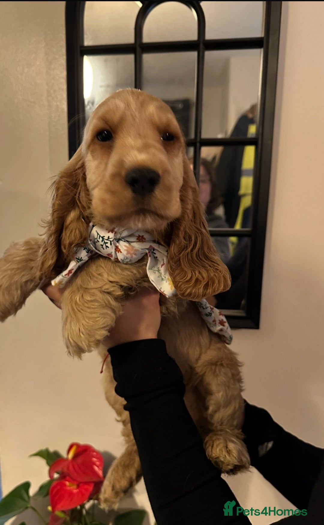 Cocker Spaniel dogs for sale: KC Golden Show Cocker Spaniel  READY TO GO! - Advert 2