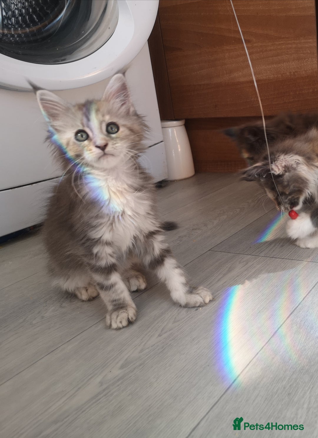 Maine Coon cats for sale: Maine Coon Kittens Parents Tica Reg& Health tested - Image 6