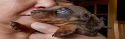 Miniature Dachshund dogs for sale: Beautiful Smooth-Haired Mini Dachshund - Advert 9
