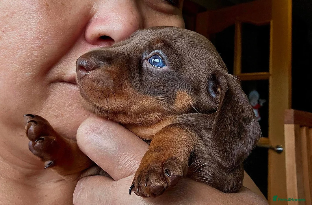 Miniature Dachshund dogs for sale: Beautiful Smooth-Haired Mini Dachshund - Advert 9