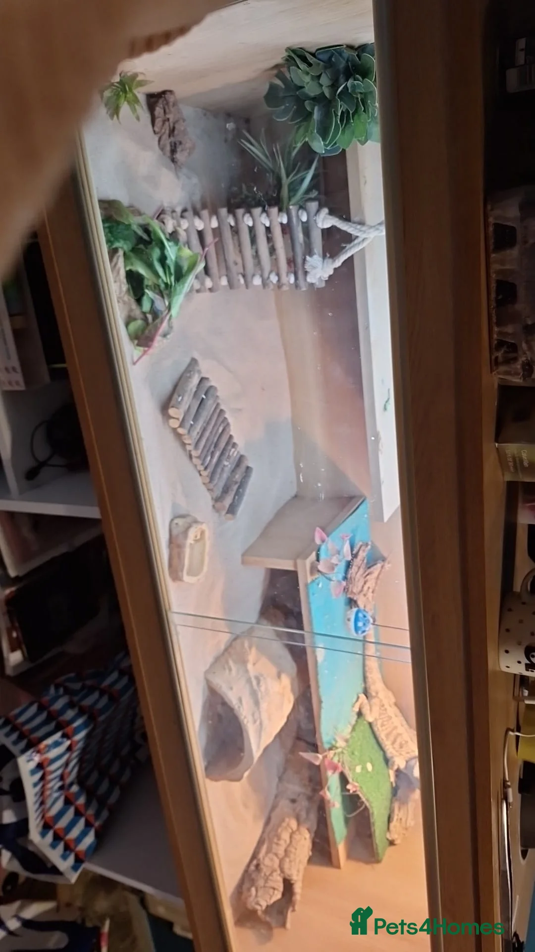 Bearded Dragon reptiles for sale: Female bearded dragon  in Milnthorpe - Advert 2