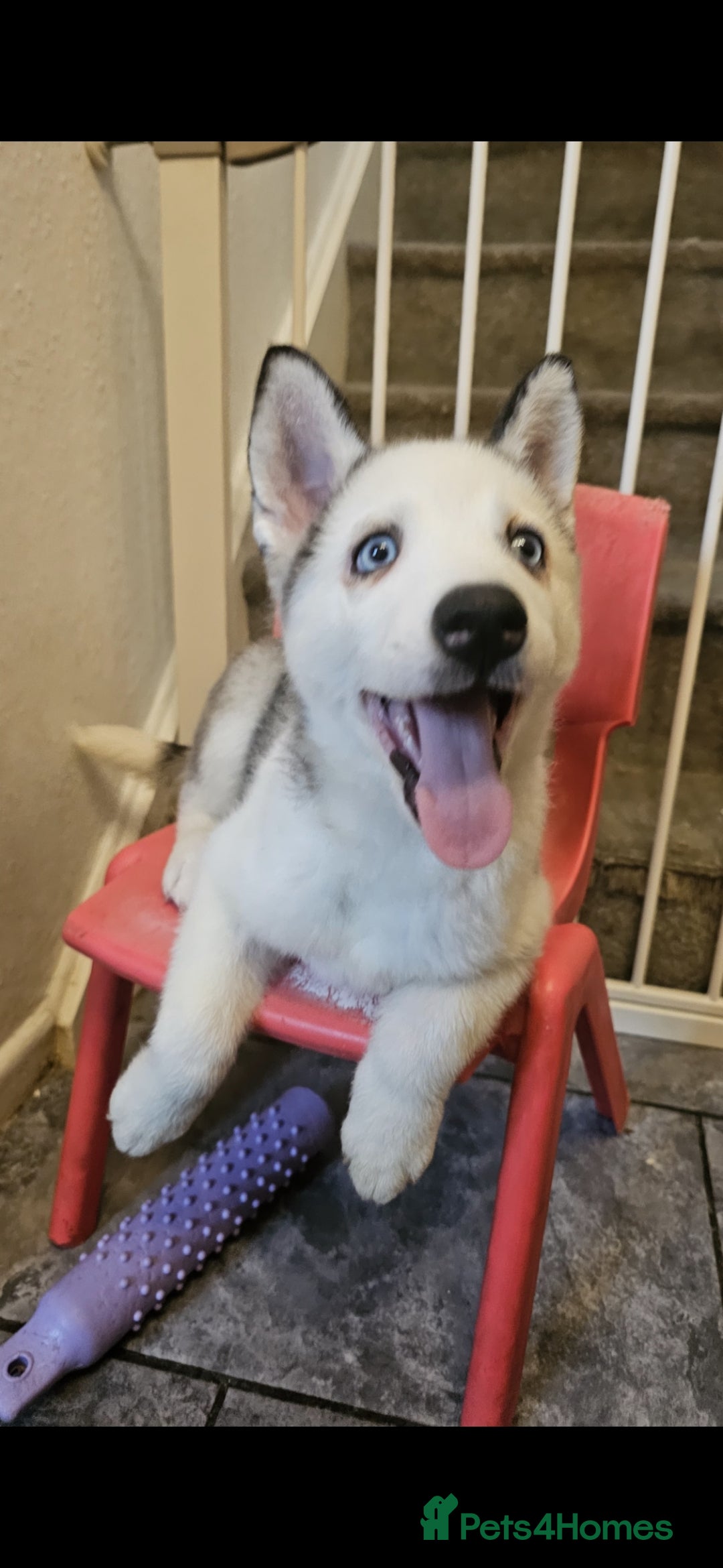 Siberian Husky dogs for sale: Siberian Husky Puppies for Sale - Advert 9