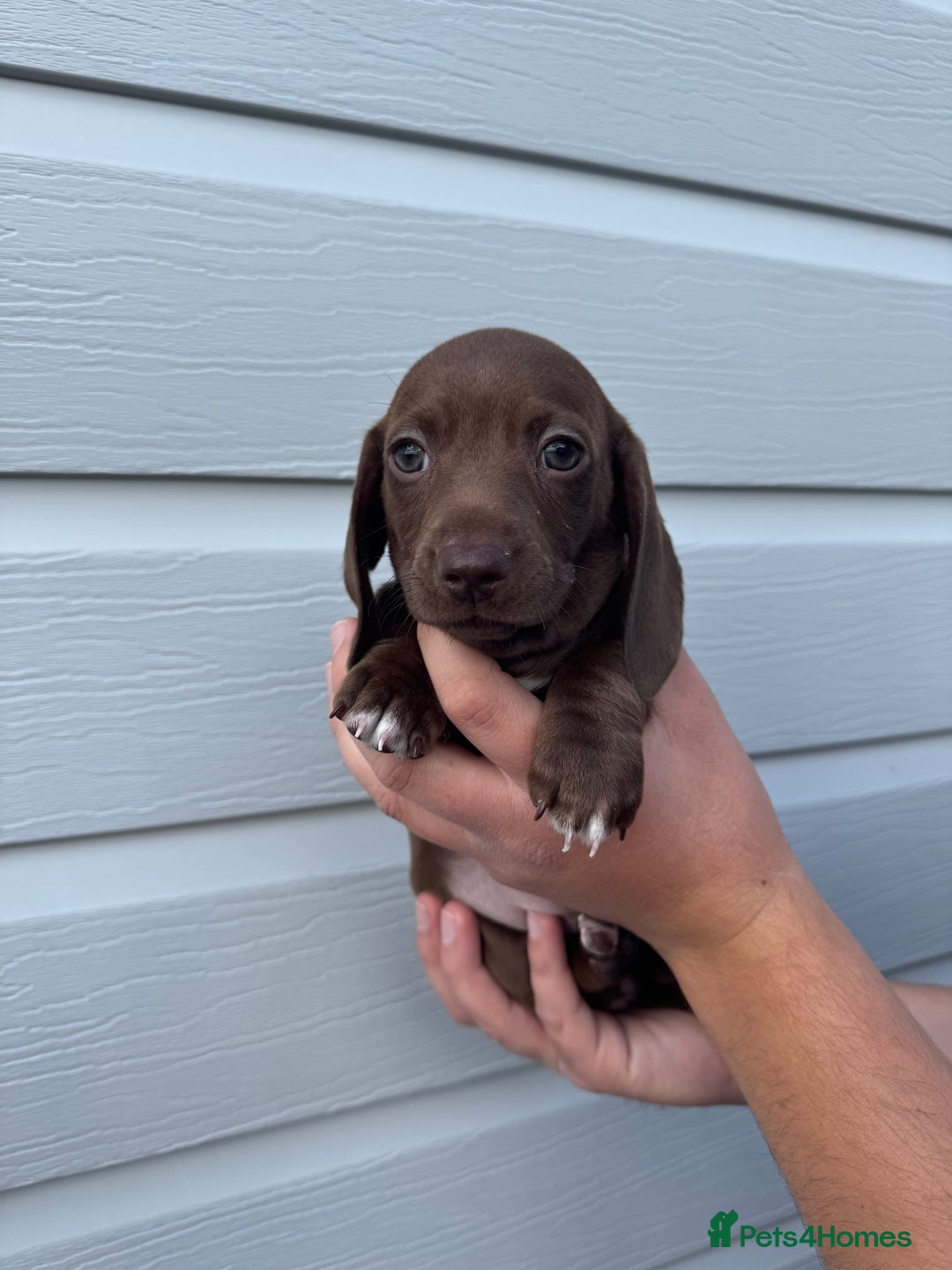 Miniature Dachshund dogs for sale: Miniature Dachsund Puppies (licensed breeder) - Image 18