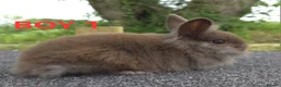 Lionhead rabbits for sale: Lionhead litter ready soon - Advert 1