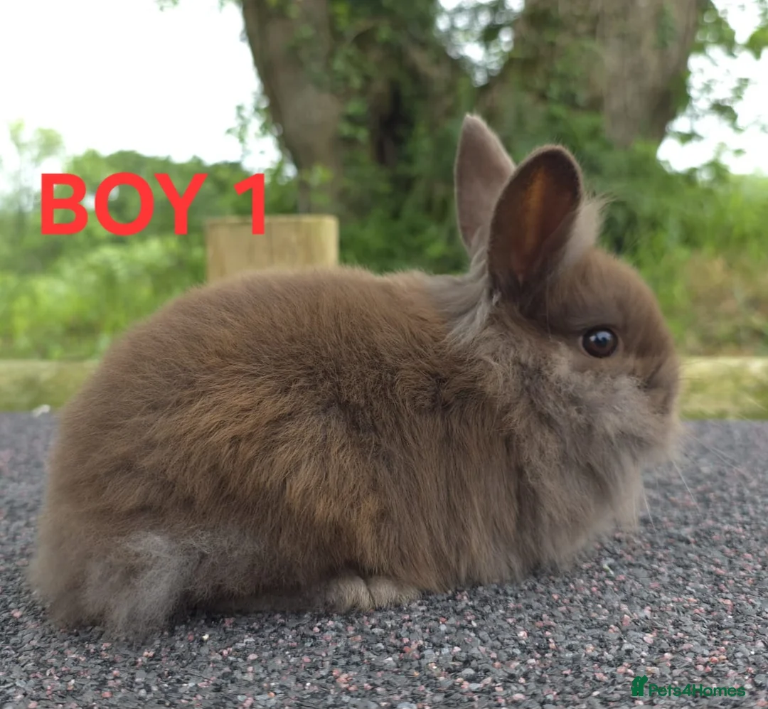 Lionhead rabbits for sale: Lionhead litter ready soon - Advert 1