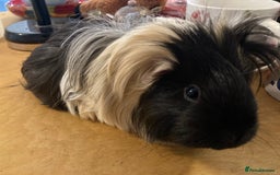 Guinea Pig rodents for sale: SOLD 5 Guinea pigs For Rehoming, 2 separate groups - Image 7