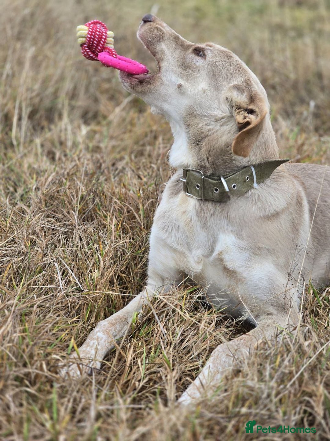 Mixed Breed dogs for adoption: ❤️ JENA – A Gentle 1 year old Girl ❤️ - Advert 7