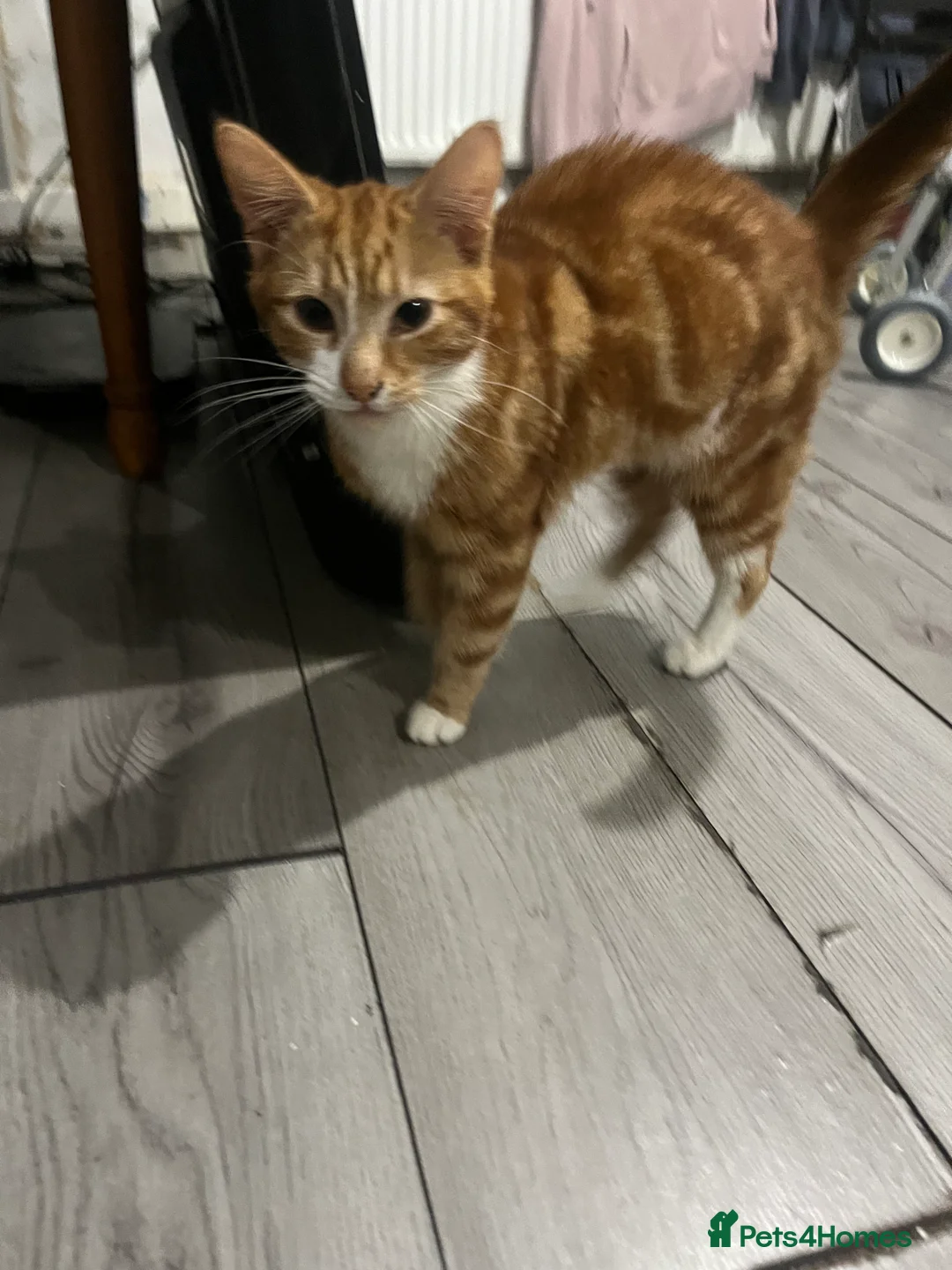 Mixed Breed cats for sale: Kittens - Advert 11