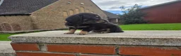 Miniature Dachshund dogs for sale: True longhaired minature dachshunds  - Advert 17
